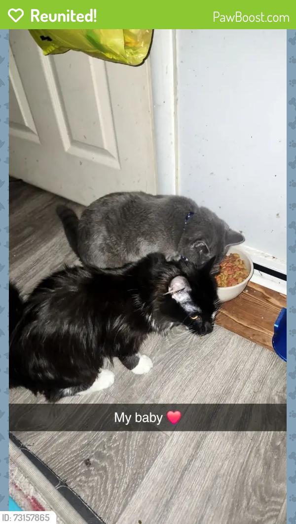Reunited Male Cat last seen 7/11, Pottsville, PA 17901