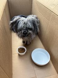 Reunited Unknown Dog last seen 58th and France Ave S, Edina, MN 55410, Edina, MN 55410