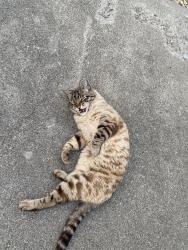Found/Stray Unknown Cat last seen Summerside drive, Kelowna, BC V1W 3Z6
