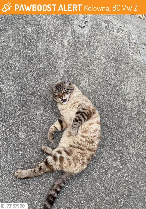 Found/Stray Unknown Cat last seen Summerside drive, Kelowna, BC V1W 3Z6