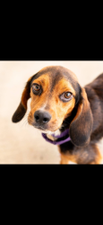 Lost Male Dog last seen Landale Drive, Forest Parks, Sterrett, AL 35147