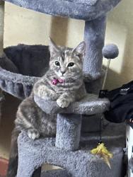 Lost Female Cat last seen Woodlawn and Abigail SE, Grand Rapids, MI 49506
