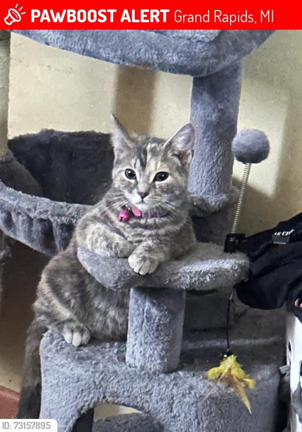 Lost Female Cat last seen Woodlawn and Abigail SE, Grand Rapids, MI 49506