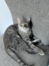 Lost Female Cat last seen Lightwood Ln and Deepwood Ln, North Gates, NY 14606