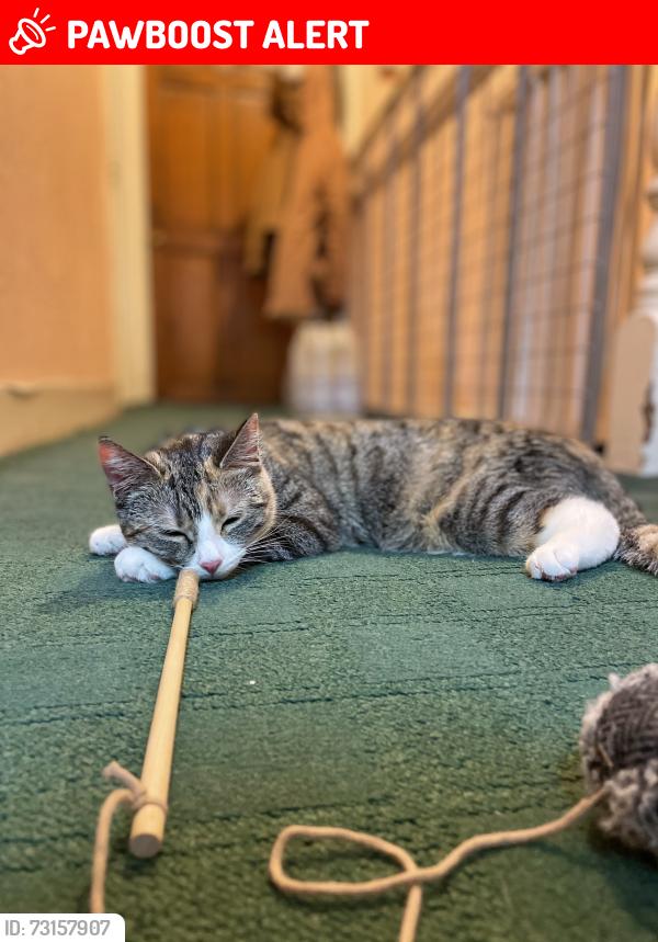 Lost Female Cat last seen Earlham Grove, Greater London, England E7 9FE