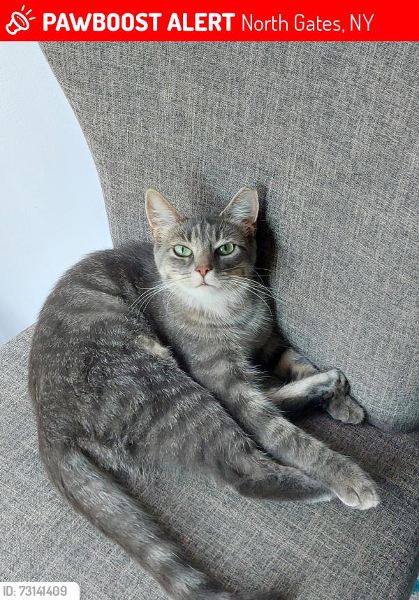 Lost Female Cat last seen Lightwood Ln and Deepwood Ln, North Gates, NY 14606