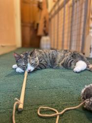 Lost Female Cat last seen Earlham Grove, Greater London, England E7 9FE
