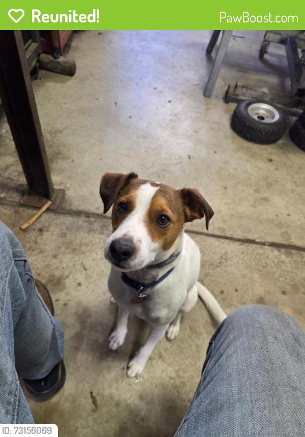 Reunited Male Dog last seen Lavansville road, Somerset, PA 15501