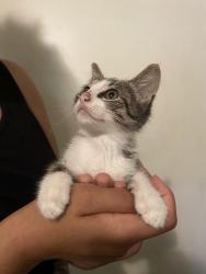 Found/Stray Unknown Cat last seen Nations Ford Road/Tyvola Road, Charlotte, NC 28210