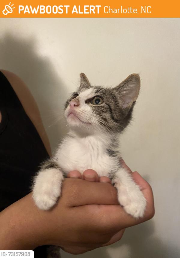 Found/Stray Unknown Cat last seen Nations Ford Road/Tyvola Road, Charlotte, NC 28210
