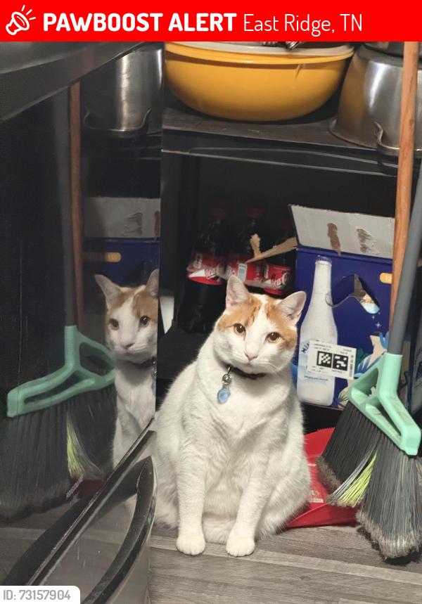 Lost Male Cat last seen Georgia and Tennessee state line, East Ridge, TN 37407