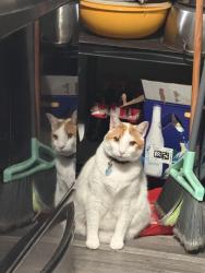 Lost Male Cat last seen Georgia and Tennessee state line, East Ridge, TN 37407
