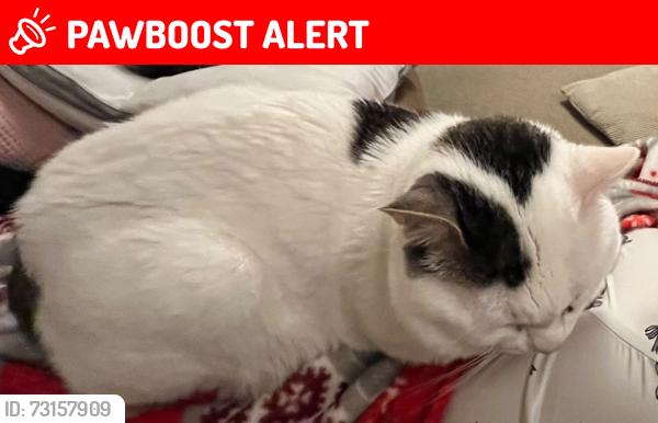 Lost Male Cat last seen Chapelford, Great Sankey, England 