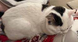 Lost Male Cat last seen Chapelford, Great Sankey, England 