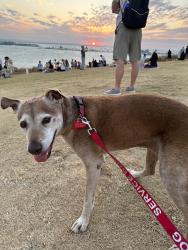 Lost Female Dog last seen Hillwood, Drexel Rd, Vaughn Rd, Montgomery, AL 36106
