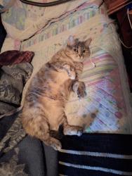 Lost Female Cat last seen Near Ridge Ave, Overland, MO 63114