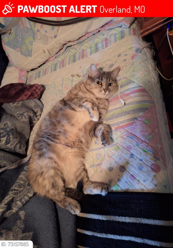 Lost Female Cat last seen Near Ridge Ave, Overland, MO 63114