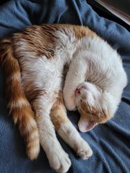 Reunited Male Cat last seen Alpine and twelfth, Grand Rapids, MI 49504