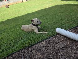 Found/Stray Female Dog last seen Sandy Porter & Arrowood, Charlotte, NC 28273