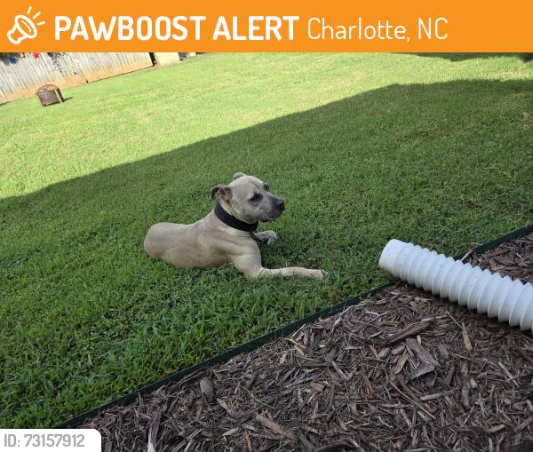 Lost Female Dog last seen Sandy Porter & Arrowood, Charlotte, NC 28273