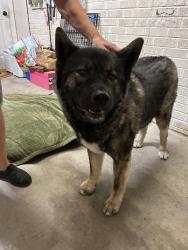 Found/Stray Female Dog last seen Florida and Sheridan, Lakewood, CO 80232