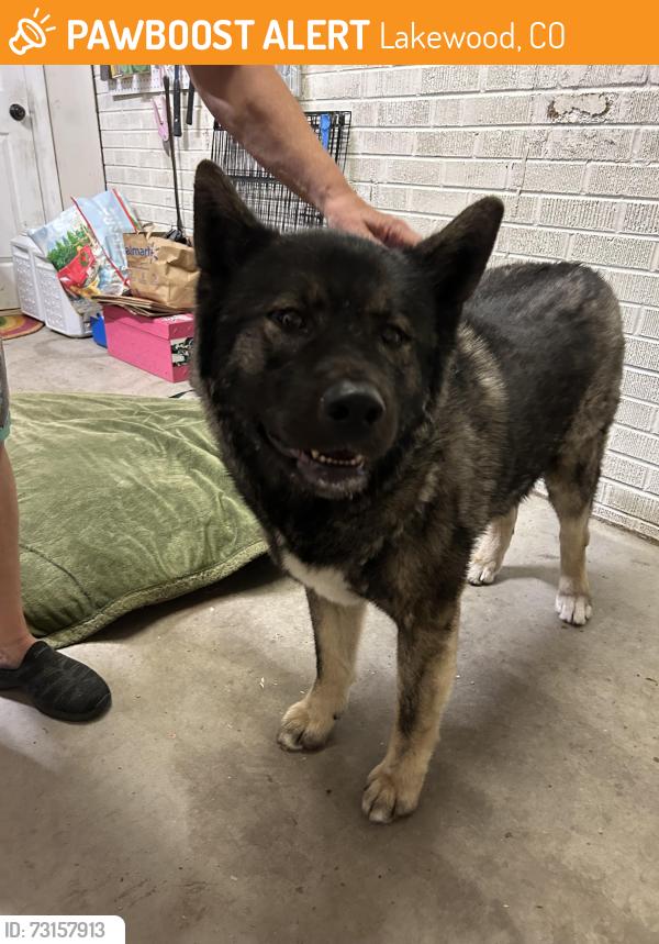 Found/Stray Female Dog last seen Florida and Sheridan, Lakewood, CO 80232