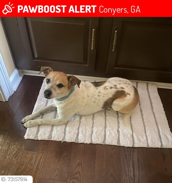 Lost Female Dog last seen BJ’s off Dogwood rd., Conyers, GA 30013