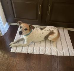 Lost Female Dog last seen BJ’s off Dogwood rd., Conyers, GA 30013
