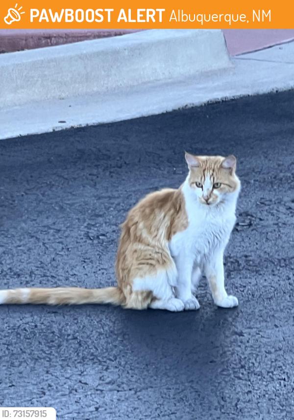 Found/Stray Unknown Cat last seen Embassy Suites Hotel, Albuquerque, NM 87102