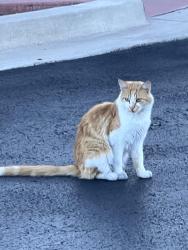 Found/Stray Unknown Cat last seen Embassy Suites Hotel, Albuquerque, NM 87102