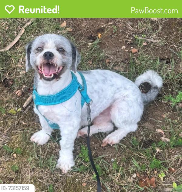 Reunited Male Dog last seen Fortuna Plaza, Montclair, VA 22025