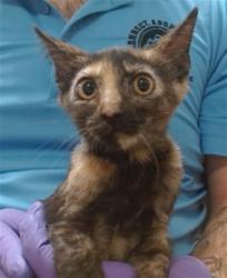 Shelter Stray Female Cat last seen Near BLOCK NW 189 TER, 3599 NW 79th Ave, Doral, FL 33122, USA