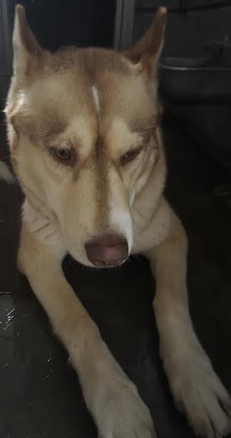 Shelter Stray Female Dog last seen , 11361 W Pico Blvd, Los Angeles, CA 90064, USA
