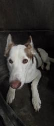 Shelter Stray Female Dog last seen , 11361 W Pico Blvd, Los Angeles, CA 90064, USA