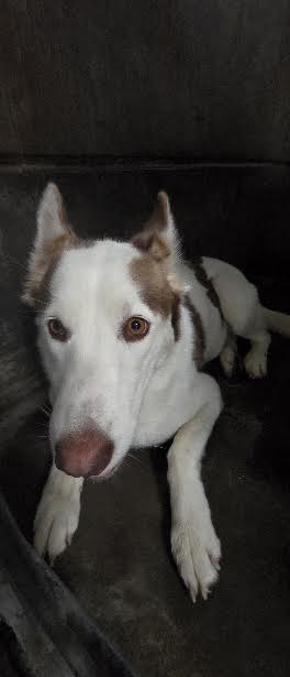 Shelter Stray Female Dog last seen , 11361 W Pico Blvd, Los Angeles, CA 90064, USA