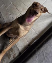 Shelter Stray Male Dog last seen , 11361 W Pico Blvd, Los Angeles, CA 90064, USA