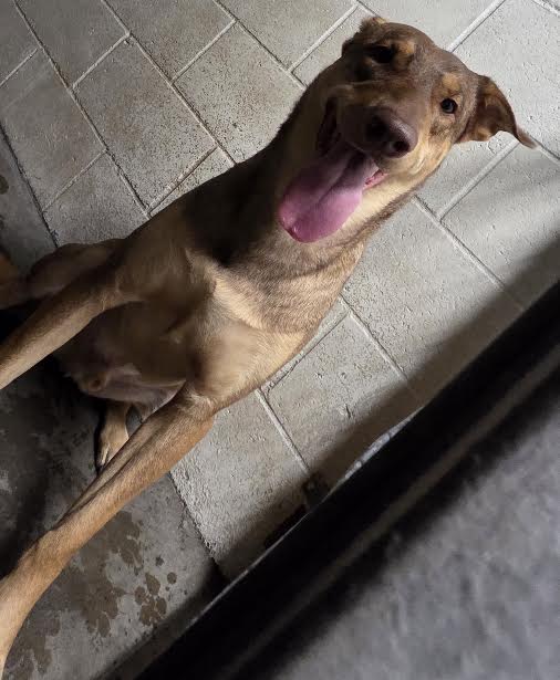 Shelter Stray Male Dog last seen , 11361 W Pico Blvd, Los Angeles, CA 90064, USA