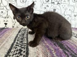 Shelter Stray Male Cat last seen , 957 N Gaffey St, San Pedro, CA 90731, USA