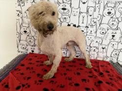 Shelter Stray Male Dog last seen , 957 N Gaffey St, San Pedro, CA 90731, USA