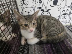 Shelter Stray Male Cat last seen , 957 N Gaffey St, San Pedro, CA 90731, USA