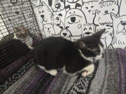 Shelter Stray Male Cat last seen , 957 N Gaffey St, San Pedro, CA 90731, USA