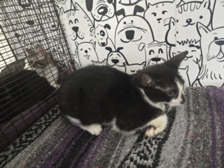 Shelter Stray Male Cat last seen , 957 N Gaffey St, San Pedro, CA 90731, USA