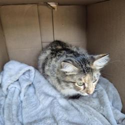 Shelter Stray Female Cat last seen Near BLOCK HWY 16, 4710 TX-151, San Antonio, TX 78227, USA