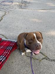 Shelter Stray Male Dog last seen Near, 2600 S Harding St, Indianapolis, IN 46221, USA