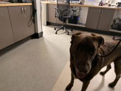 Shelter Stray Female Dog last seen , 14409 Vanowen St, Van Nuys, CA 91405, USA