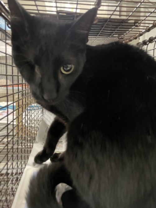 Shelter Stray Female Cat last seen , 14409 Vanowen St, Van Nuys, CA 91405, USA