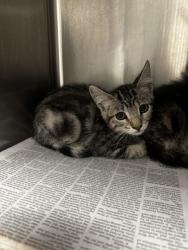Shelter Stray Female Cat last seen , 14409 Vanowen St, Van Nuys, CA 91405, USA