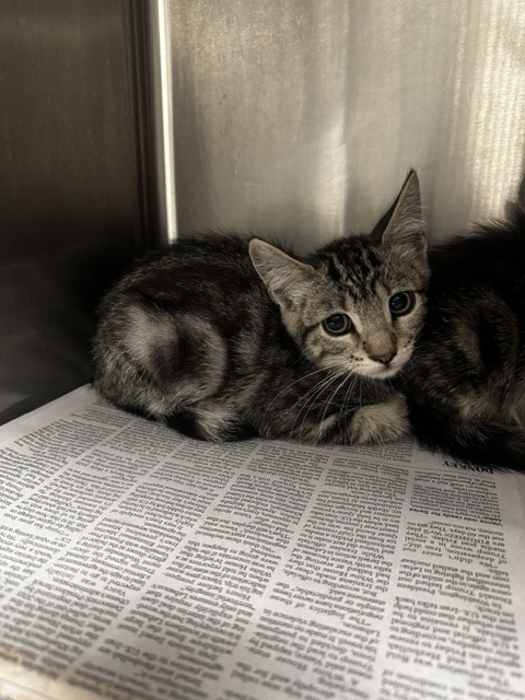 Shelter Stray Female Cat last seen , 14409 Vanowen St, Van Nuys, CA 91405, USA