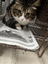 Shelter Stray Male Cat last seen , 14409 Vanowen St, Van Nuys, CA 91405, USA