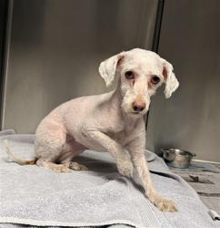 Shelter Stray Female Dog last seen , 14409 Vanowen St, Van Nuys, CA 91405, USA